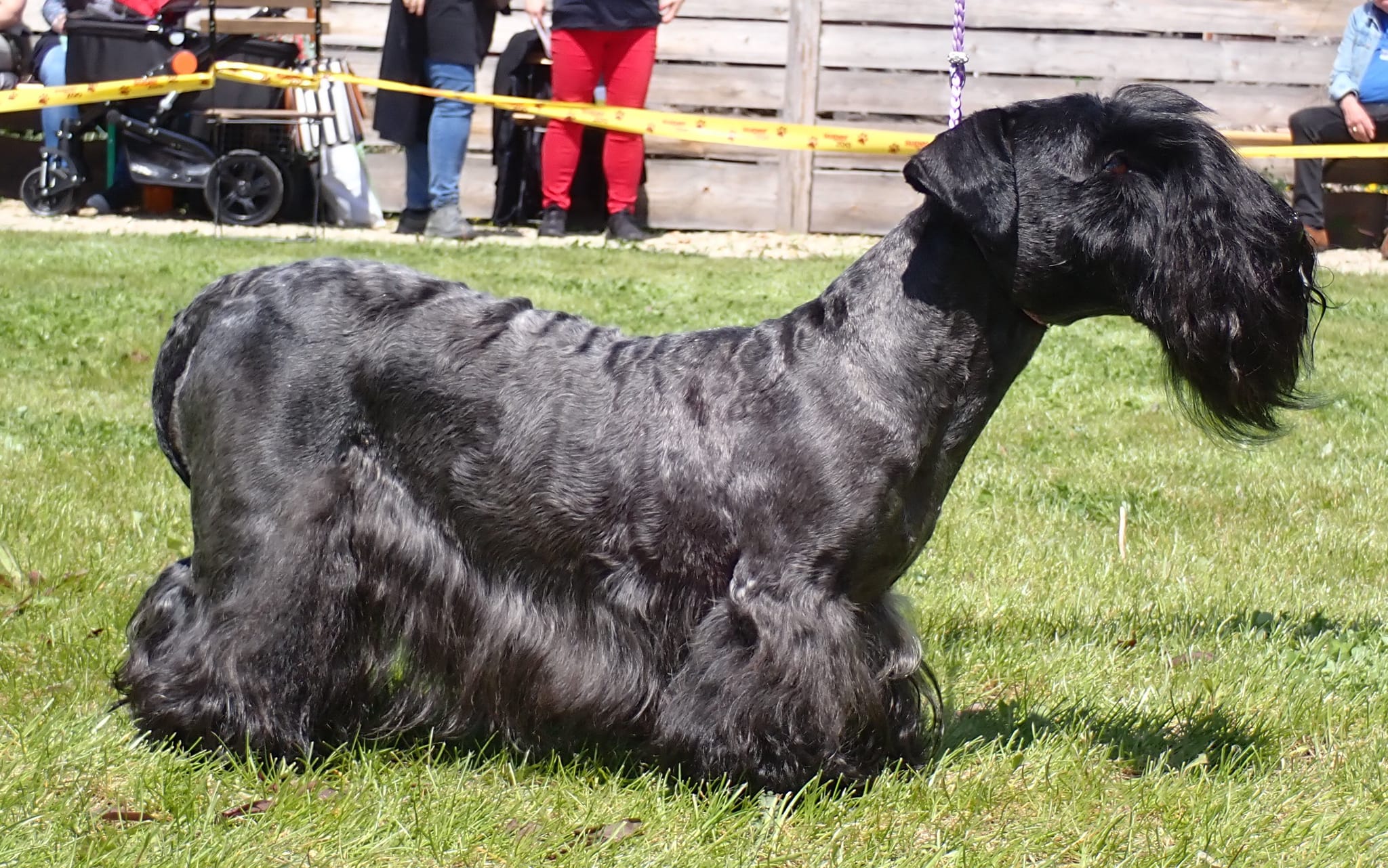 Cesky Terrier dog