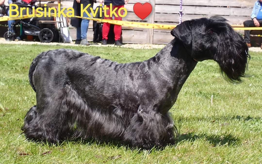 Cesky Terrier dog