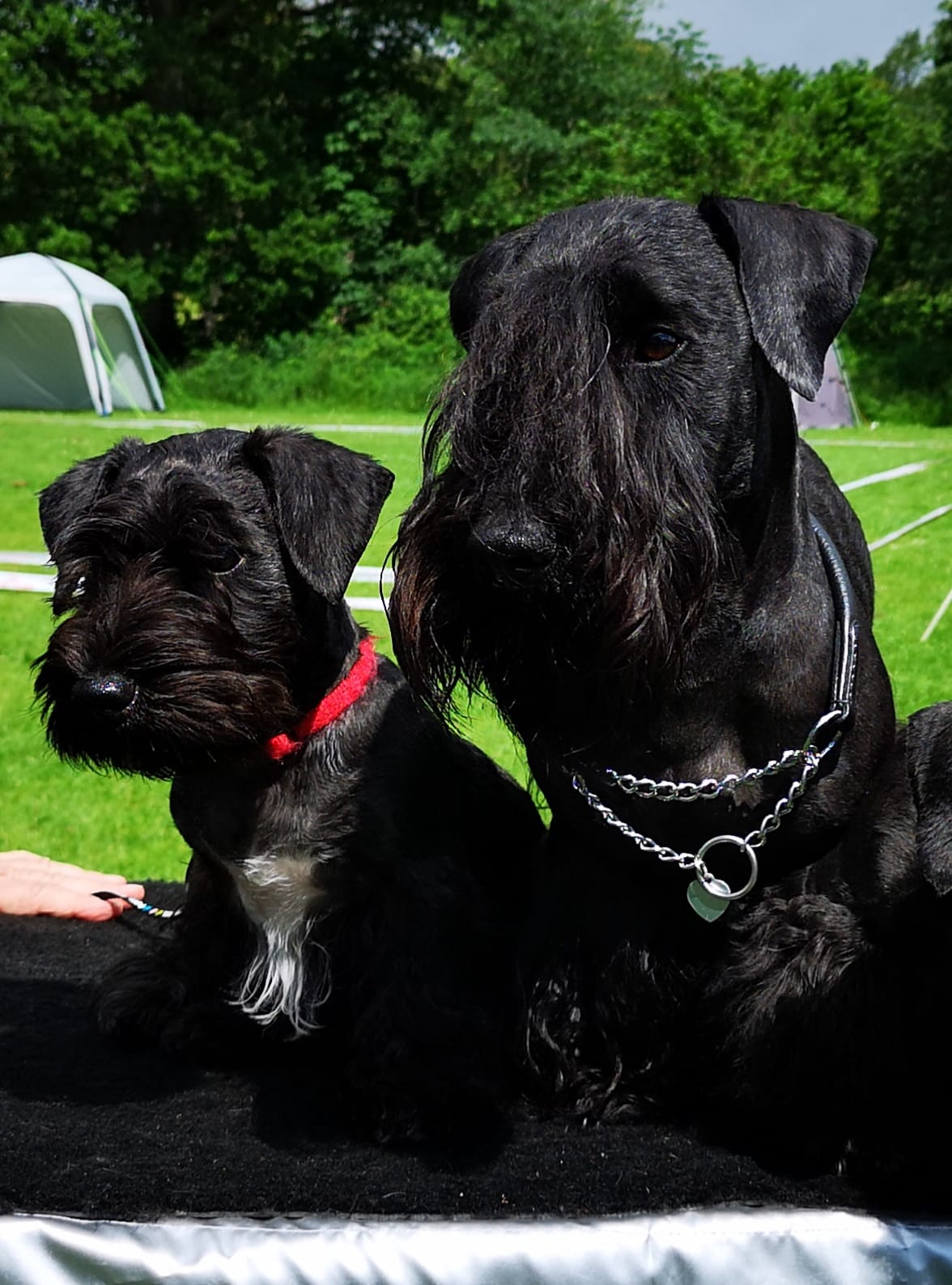 Cesky Terrier dog