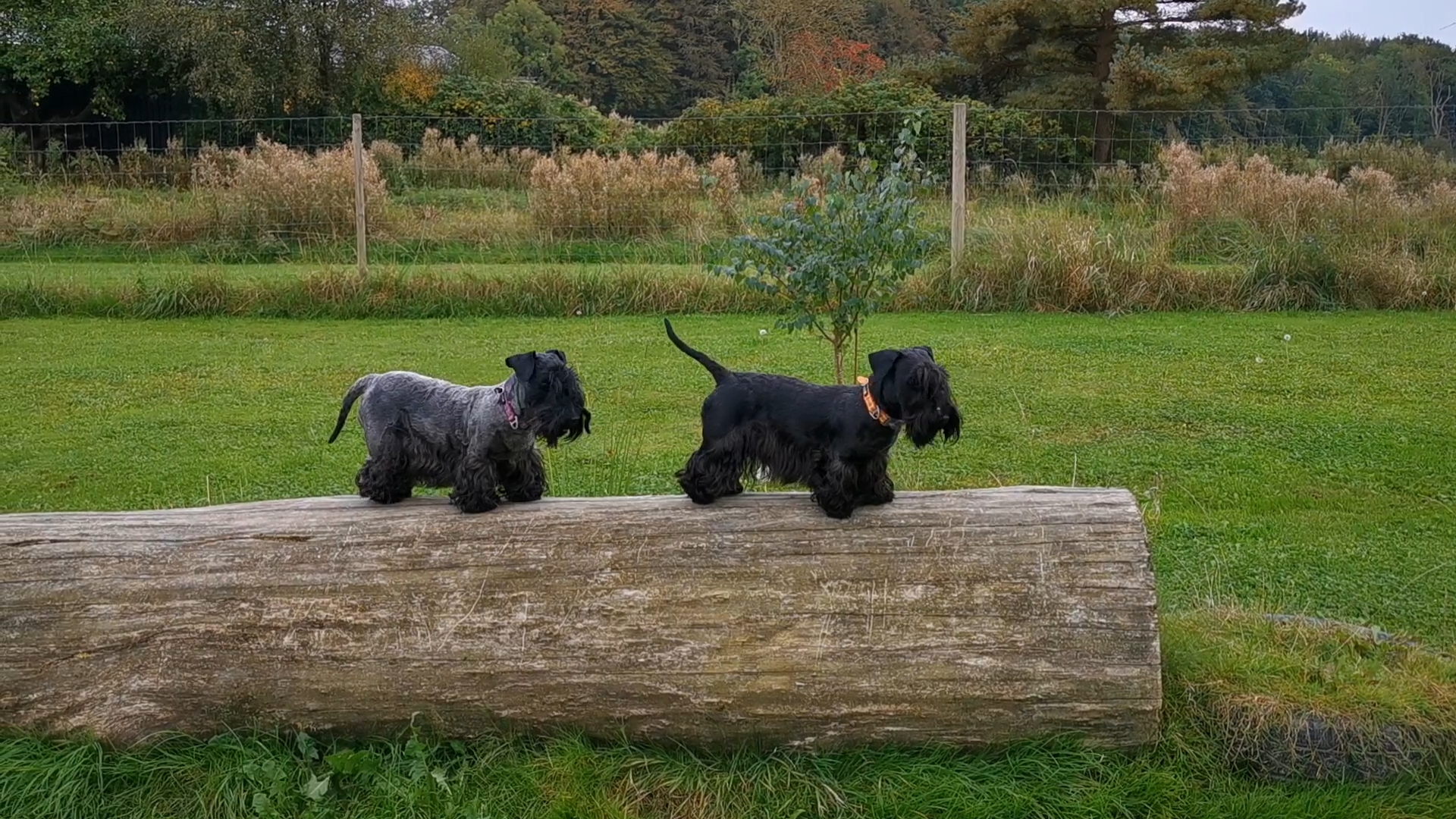 Cesky Terrier dog