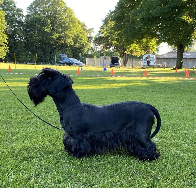 Cesky Terrier dog