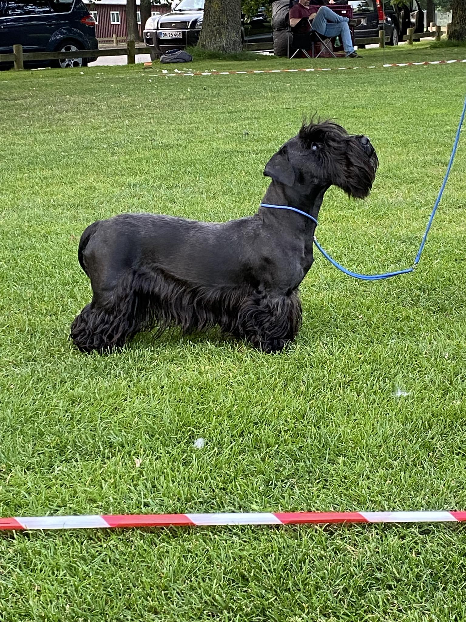 Cesky Terrier dog