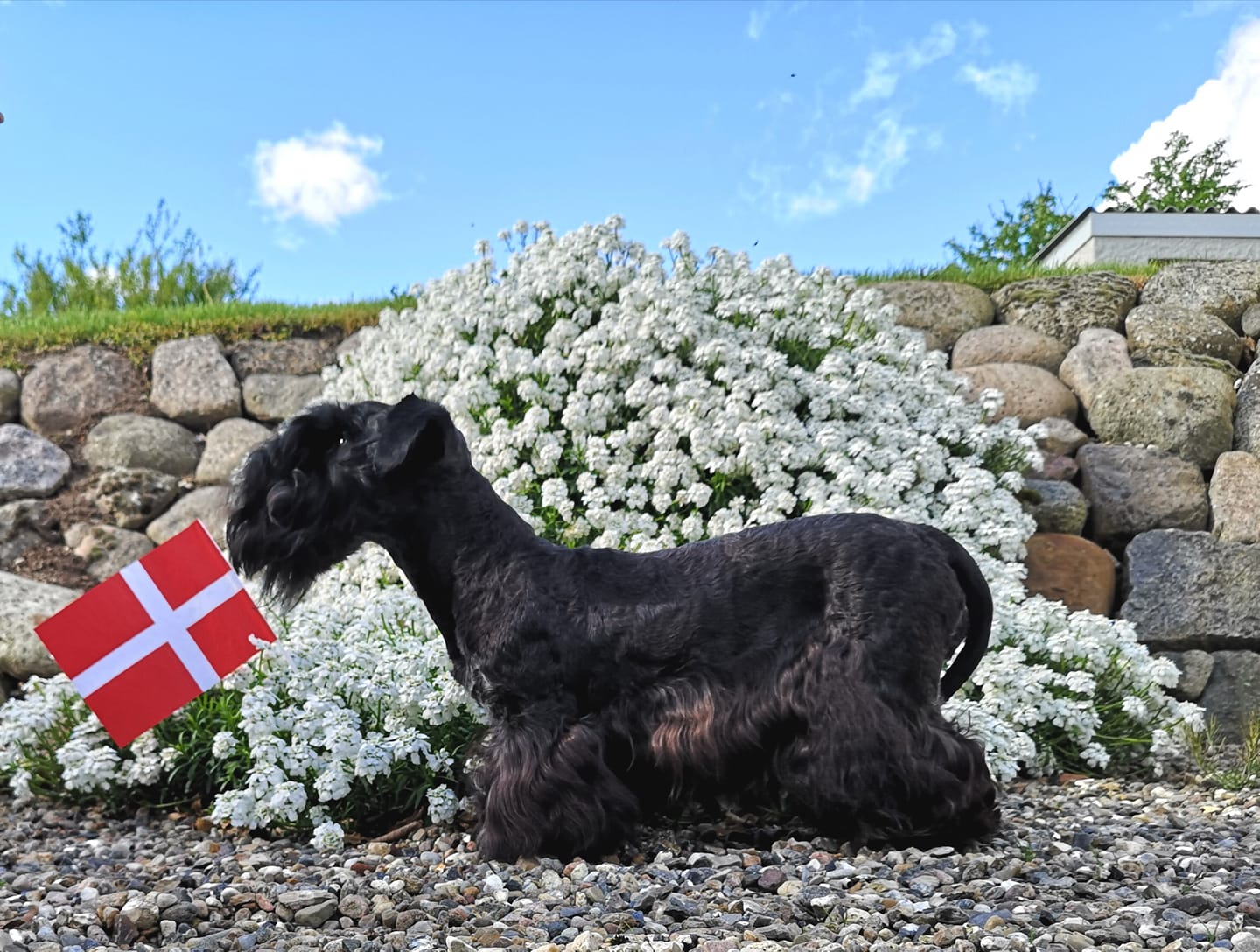 Cesky Terrier dog