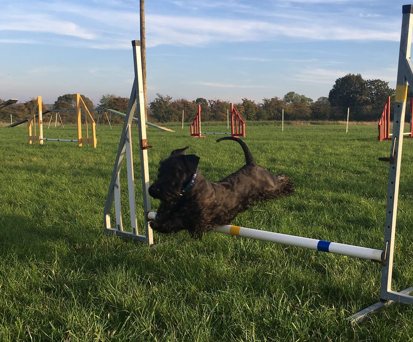 Cesky Terrier dog