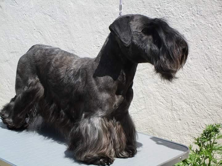 Cesky Terrier dog