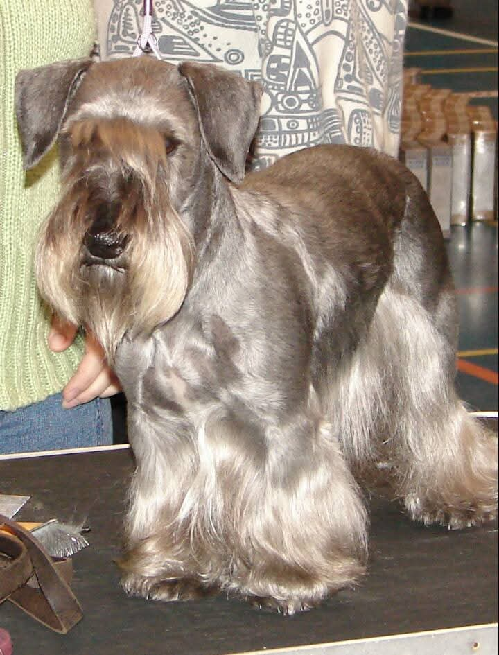 Cesky Terrier dog