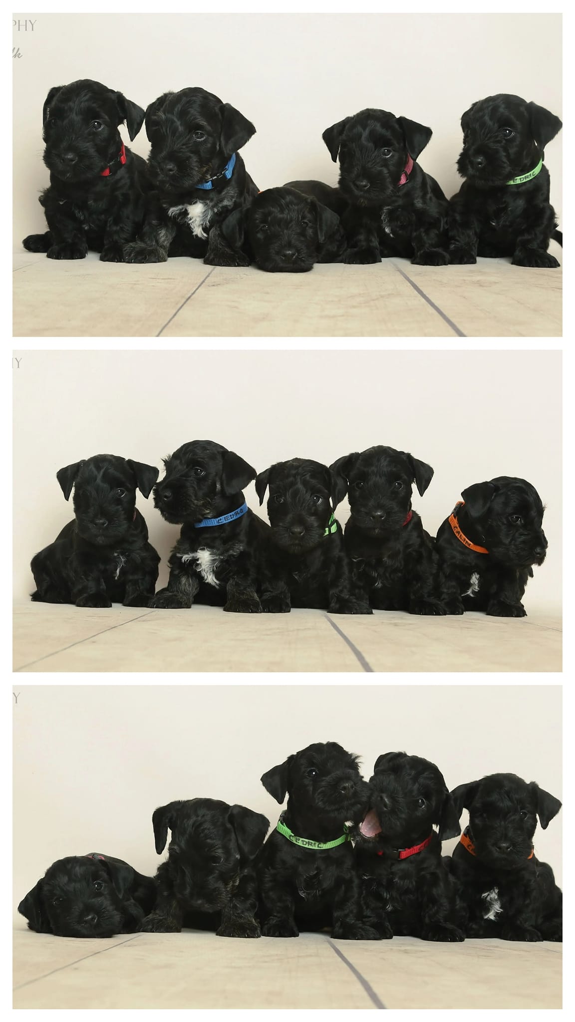 Cesky Terrier puppies